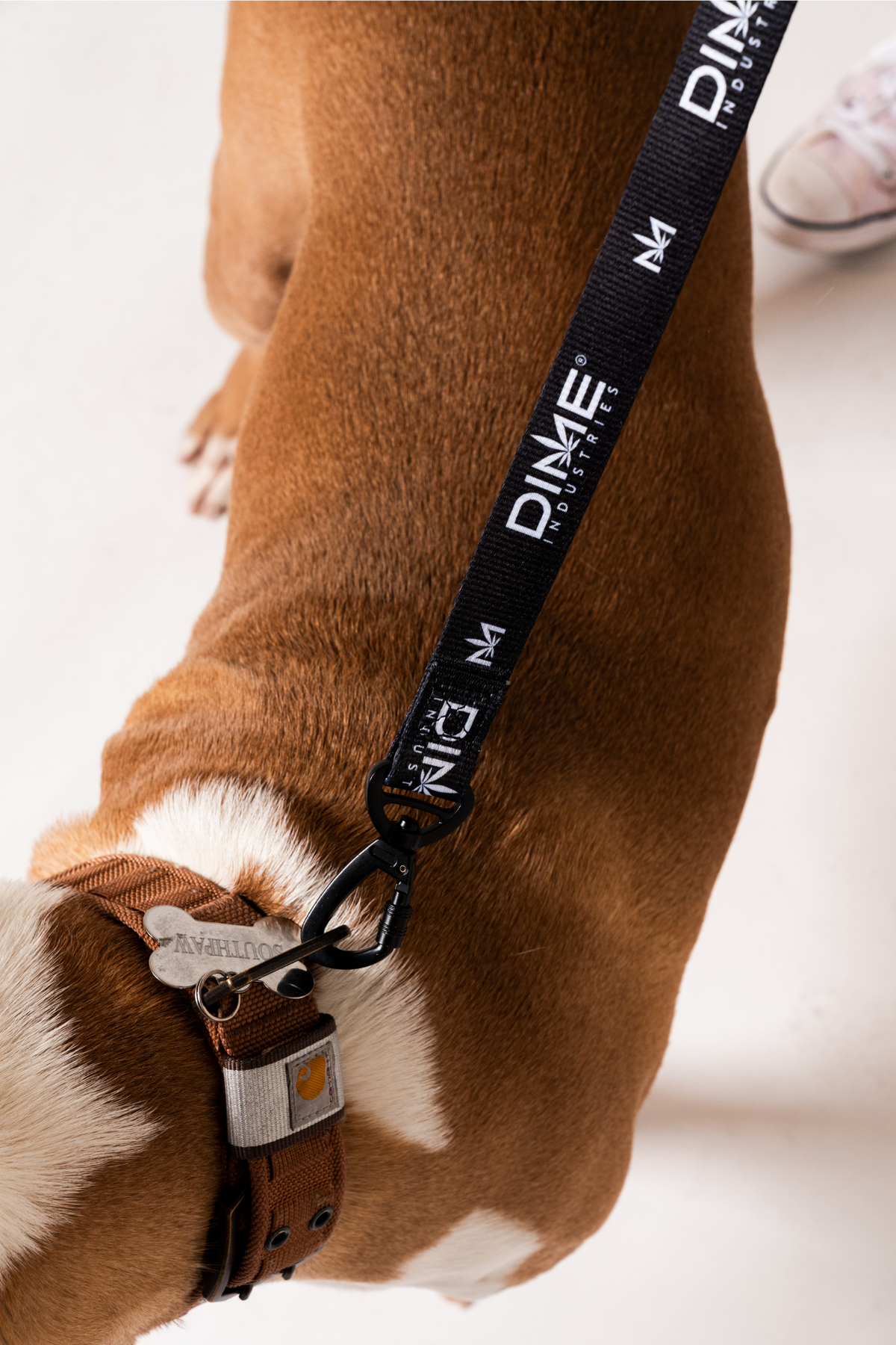 Dog Leash
