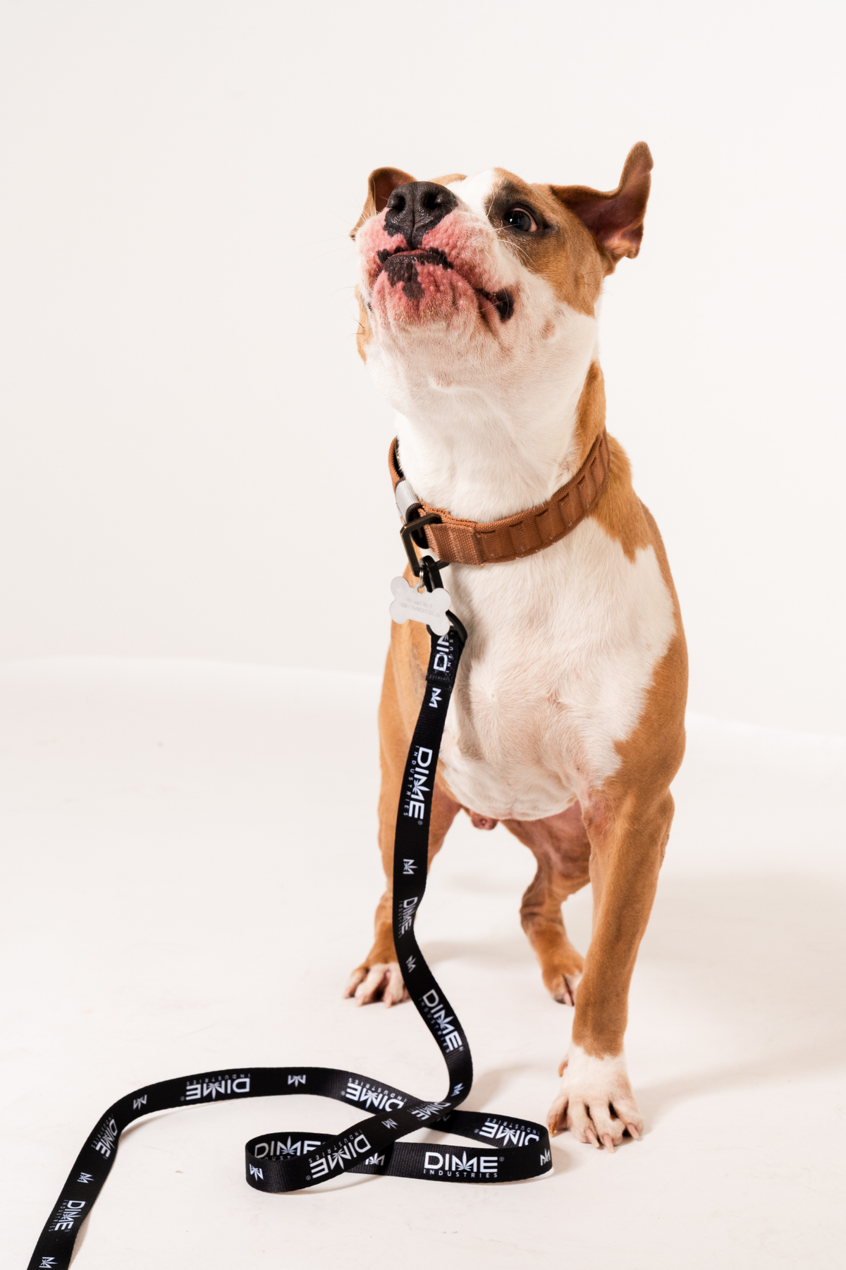 Dog Leash