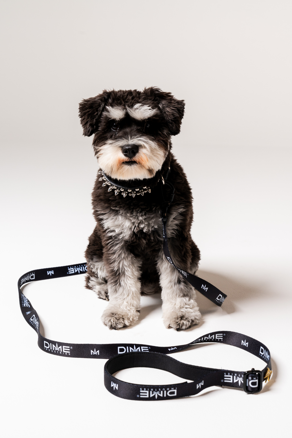 Dog Leash