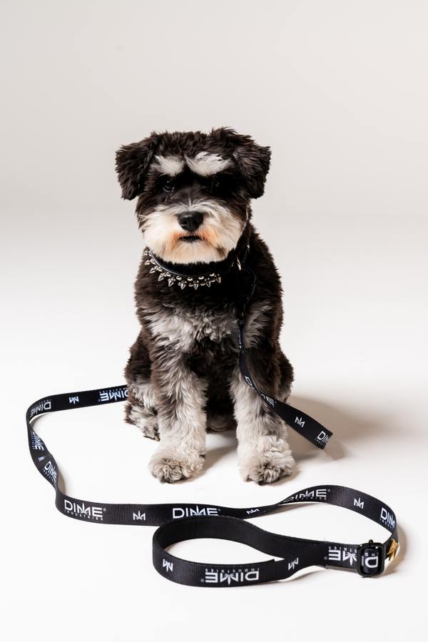 Dog Leash