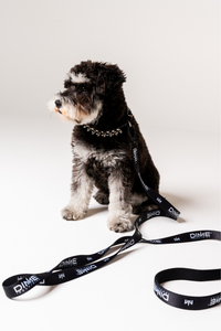Dog Leash