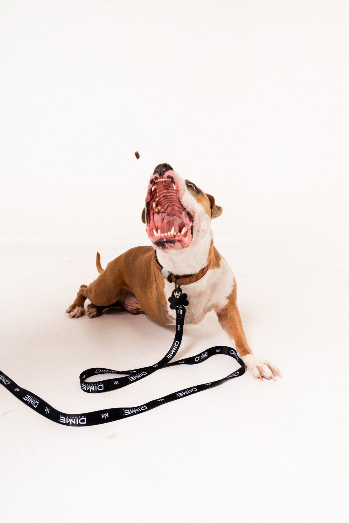 Dog Leash
